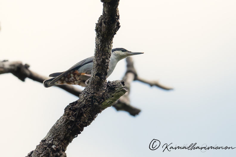 Giant nuthatch (Sitta magna).jpg