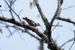 Giant nuthatch (Sitta magna)01