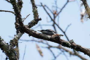 Giant nuthatch (Sitta magna)02