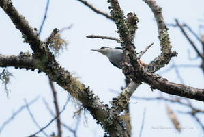Giant nuthatch (Sitta magna)03