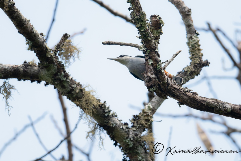 Giant nuthatch (Sitta magna)03.jpg