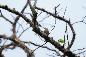 Giant nuthatch (Sitta magna)04