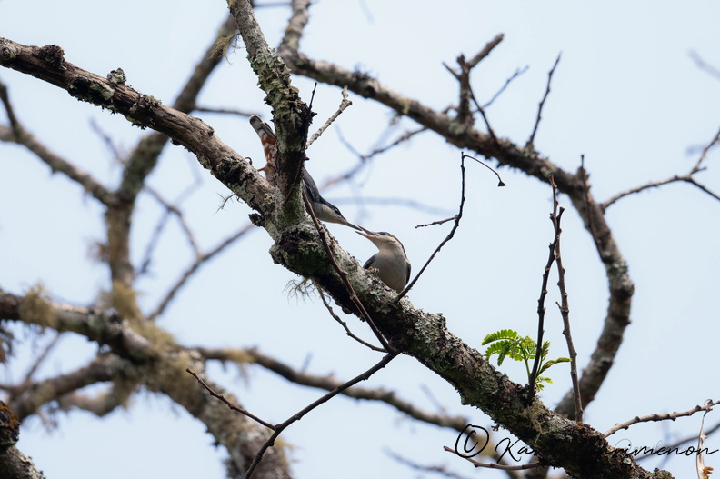 Giant nuthatch (Sitta magna)04.jpg
