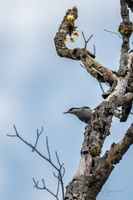 Giant nuthatch (Sitta magna)05