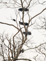 Great Slaty Woodpecker (Mulleripicus pulverulentus)