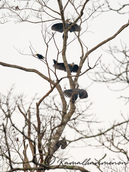 Great Slaty Woodpecker (Mulleripicus pulverulentus).jpg
