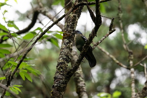 green cochoa (Cochoa viridis)