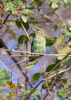 Green-eared barbet (Psilopogon faiostrictus)
