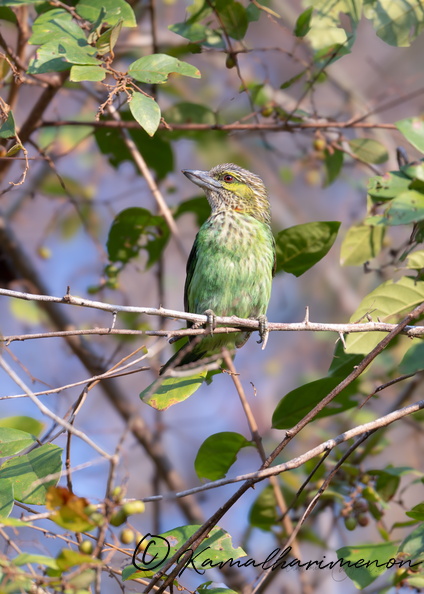 Green-eared barbet (Psilopogon faiostrictus).jpg