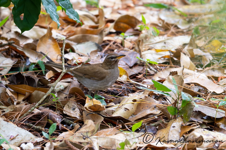 Grey-sided thrush (Turdus feae).jpg