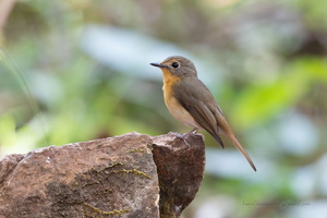 Hainan blue flycatcher (Cyornis hainanus)