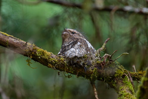 Hodgson's frogmouth (Batrachostomus hodgsoni)