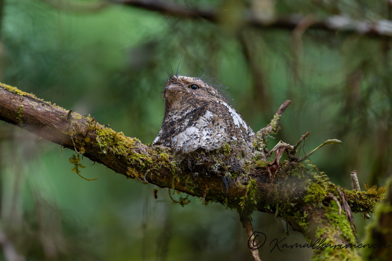 Hodgson's frogmouth (Batrachostomus hodgsoni).jpg