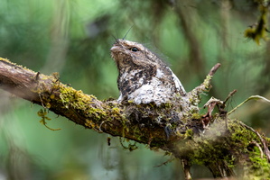 Hodgson's frogmouth (Batrachostomus hodgsoni)01