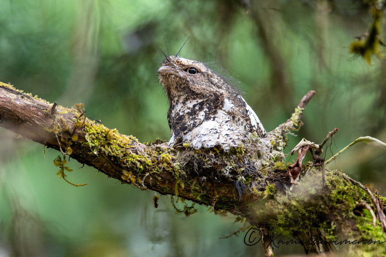 Hodgson's frogmouth (Batrachostomus hodgsoni)01.jpg