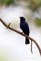 Large niltava (Niltava grandis)