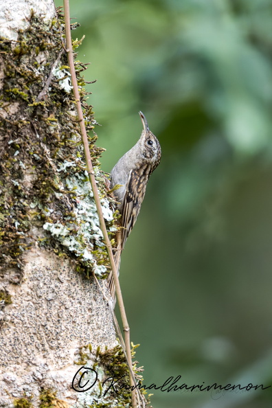 Hume's Treecreeper (Certhia manipurensis).jpg