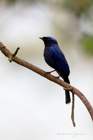 Large niltava (Niltava grandis)01