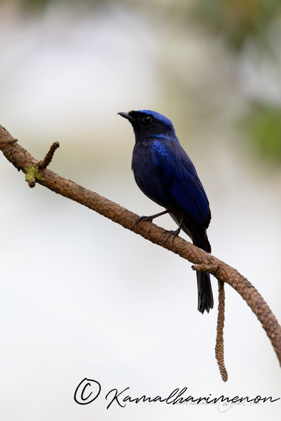 Large niltava (Niltava grandis)01.jpg