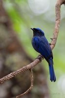 Large niltava (Niltava grandis)02