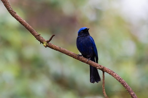 Large niltava (Niltava grandis)03
