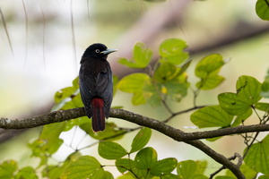 maroon oriole (Oriolus traillii) 