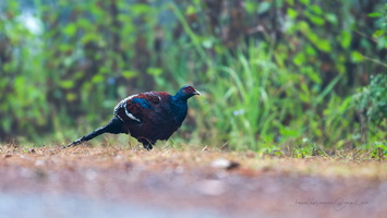 Mrs. Hume's pheasant (Syrmaticus humiae)