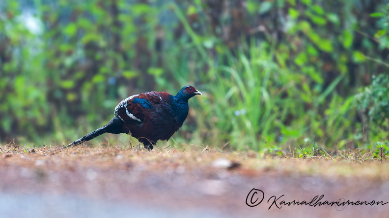 Mrs. Hume's pheasant (Syrmaticus humiae).jpg