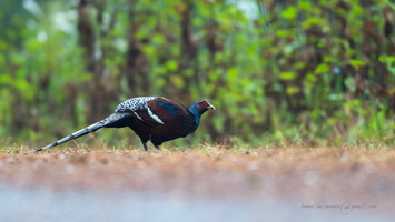 Mrs. Hume's pheasant (Syrmaticus humiae)01