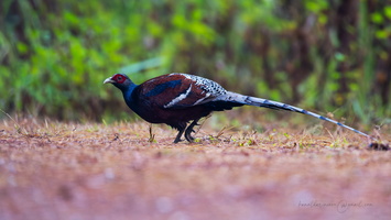 Mrs. Hume's pheasant (Syrmaticus humiae)001