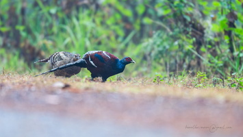 Mrs. Hume's pheasant (Syrmaticus humiae)02