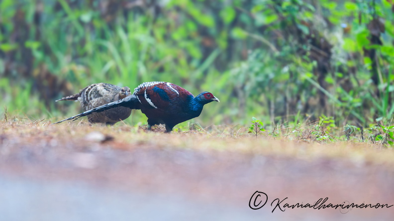 Mrs. Hume's pheasant (Syrmaticus humiae)02.jpg