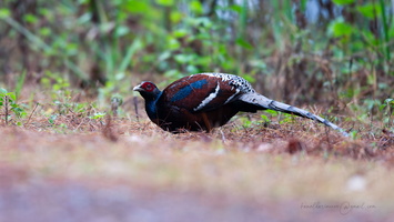 Mrs. Hume's pheasant (Syrmaticus humiae)03