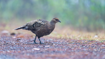 Mrs. Hume's pheasant (Syrmaticus humiae)03female