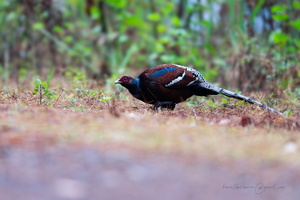 Mrs. Hume's pheasant (Syrmaticus humiae)04