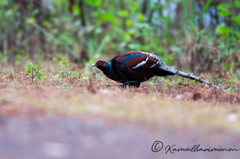 Mrs. Hume's pheasant (Syrmaticus humiae)04.jpg