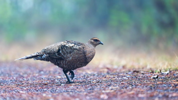 Mrs. Hume's pheasant (Syrmaticus humiae)04female