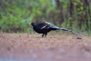 Mrs. Hume's pheasant (Syrmaticus humiae)05