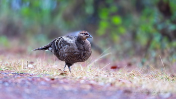 Mrs. Hume's pheasant (Syrmaticus humiae)05female