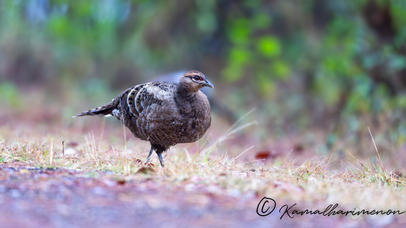 Mrs. Hume's pheasant (Syrmaticus humiae)05female.jpg