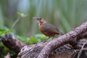 Red-eyed scimitar babbler (Erythrogenys imberbis)