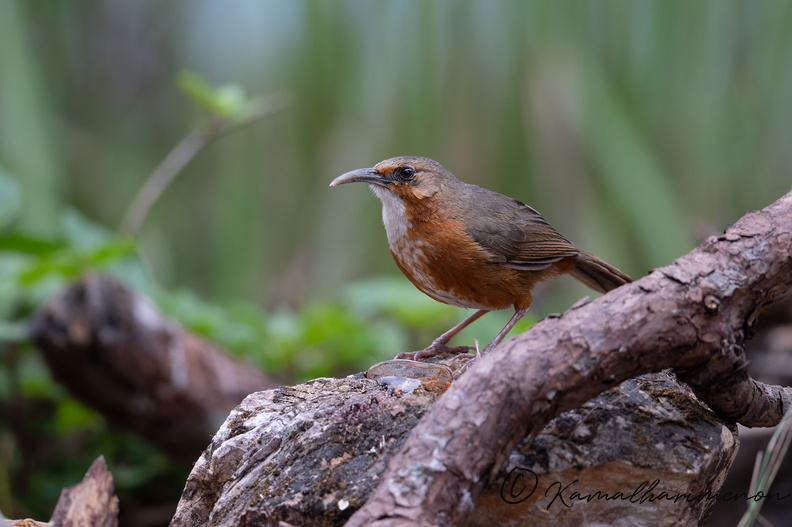Red-eyed scimitar babbler (Erythrogenys imberbis)01.jpg