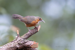 Red-eyed scimitar babbler (Erythrogenys imberbis)02
