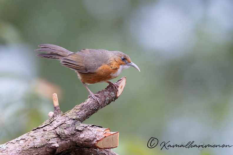 Red-eyed scimitar babbler (Erythrogenys imberbis)02.jpg