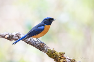 Rufous-bellied niltava (Niltava sundara)01
