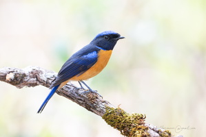 Rufous-bellied niltava (Niltava sundara)02