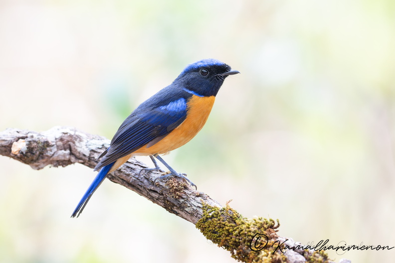 Rufous-bellied niltava (Niltava sundara)02.jpg