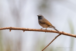 Rufous-gorgeted Flycatcher (Ficedula strophiata)