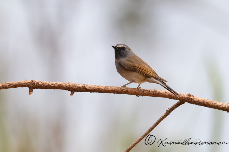 Rufous-gorgeted Flycatcher (Ficedula strophiata).jpg