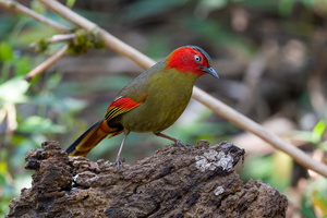 Scarlet-faced Liocichla (Liocichla ripponi) (1)